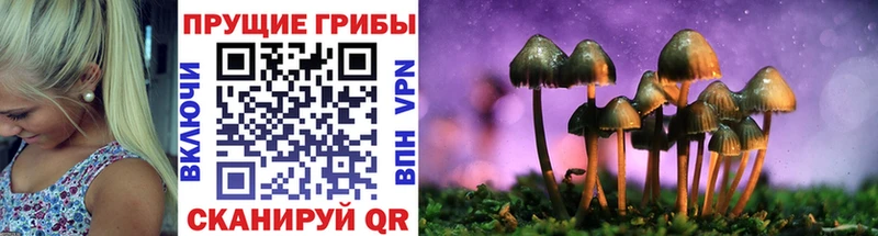 Купить  Ковылкино  Псилоцибиновые грибы Cubensis 